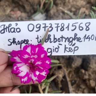 10 Cành hoa 10h màu mới và sam kép