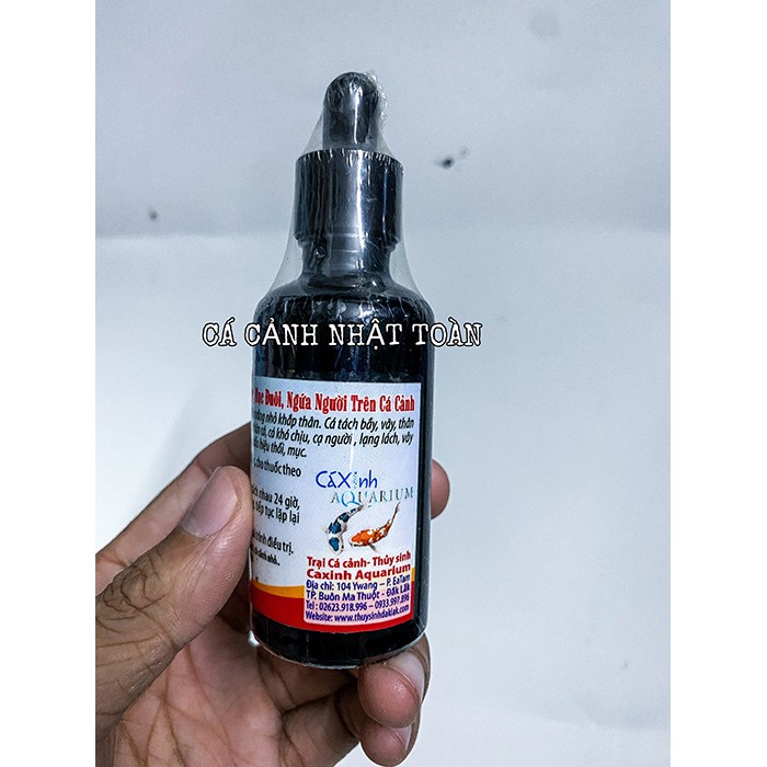 HỖ TRỢ NẤM TRẮNG, THỐI VÂY, MỤC ĐUÔI, NGỨA TRÊN THÂN CÁ CẢNH CÁ XINH AQUARIUM