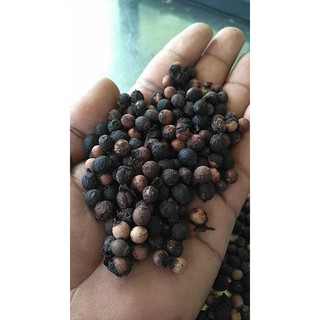 Hạt giống đàn hương trắng