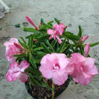 Cây sứ kỳ duyên ....siêu hoa