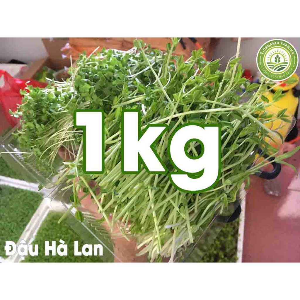 Hạt Giống Rau Mầm Đậu Hà Lan Gói 1kg - Bán Buôn