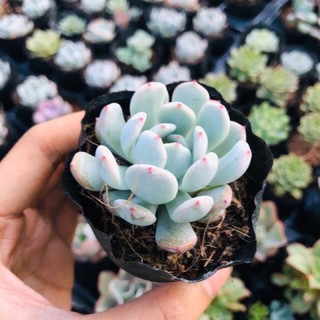 Sen đá Ruby Trắng