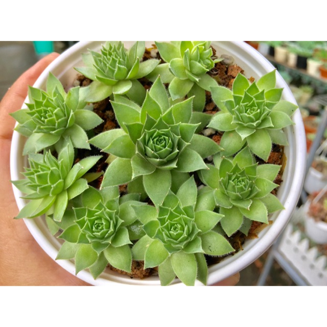 Sen đá Phật bà size 3cm