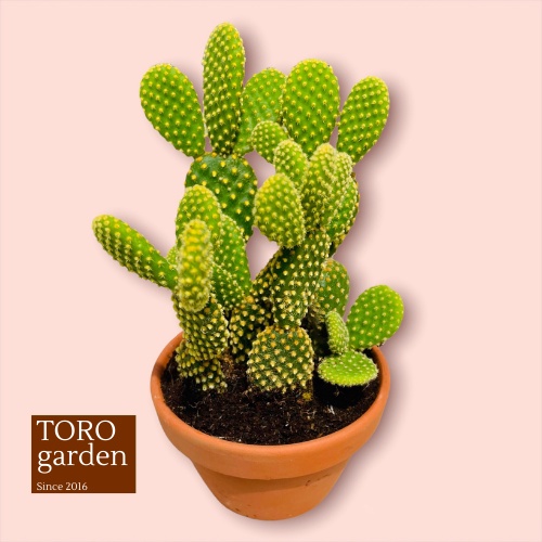 Xương rồng tai thỏ kèm chậu Đà Lạt size trung bình cây cảnh trang trí nhà cửa Toro garden