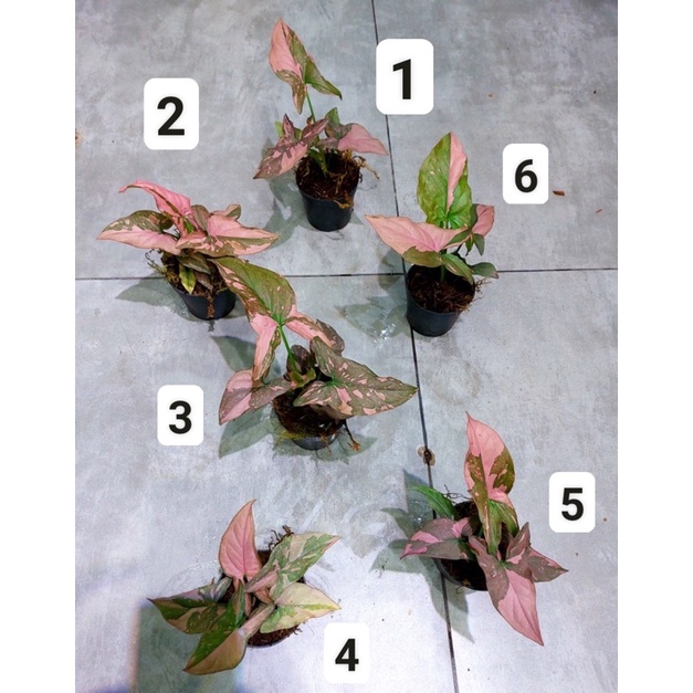 Cây Syngonium pink splash
