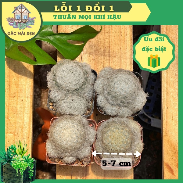 🌵 Xương rồng bông gòn Gác Mái Sen 🌵 - Xương rồng siêu khỏe siêu to ngẫu nhiên