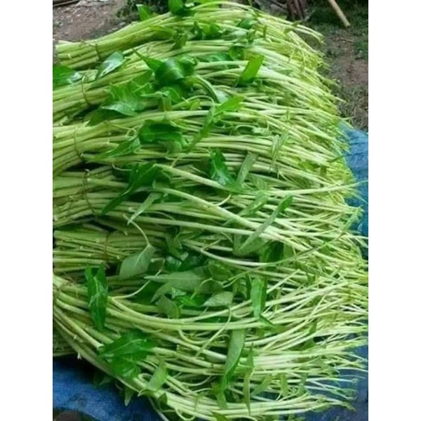 10gr hạt giống rau muống siêu ngọn konglang ❤️❤️ Dòn Ngon ❤️❤️ siêu nảy mầm
