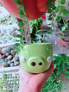 Chậu trồng cây cảnh
