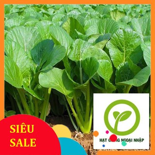 Gói 10 gr hạt giống rau cải ngọt tuyền HAT F1