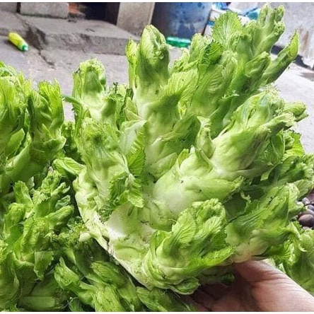 Hạt giống Cải Mầm Đá 0.2gr ~40 hạt