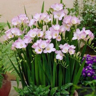 Củ giống hoa lan nam phi hoa màu trắng hồng ( tặng kèm viên nén cho mỗi củ )