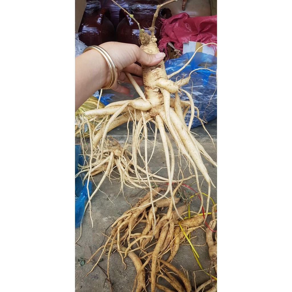 Sâm dây tươi Ngọc linh Kon Tum để nguyên (không xịt, không hút chân không) vận chuyển xa không hư hỏng