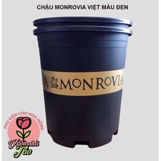 Combo 5 chậu Monrovia 3gl Việt