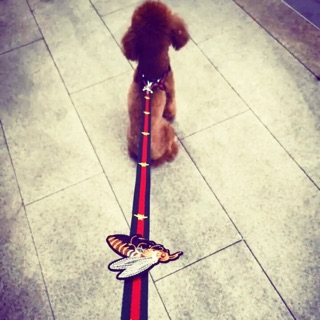 Trọn bộ dây dắt và đai ngực Gucci cho thú cưng