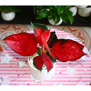 Cây Phú Quý Vạn Lộc