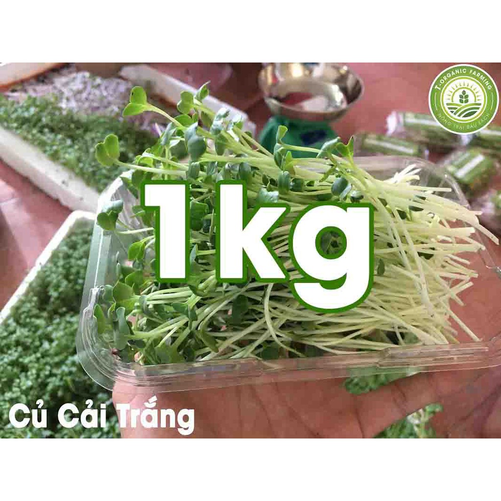 Hạt Giống Rau Mầm Củ Cải Trắng 1kg - Bán Buôn