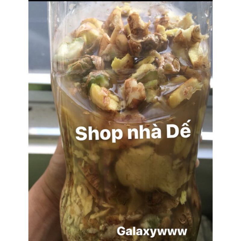 Gừng gió ngâm rượu chai 330ml tắm, ngâm, xoa bóp