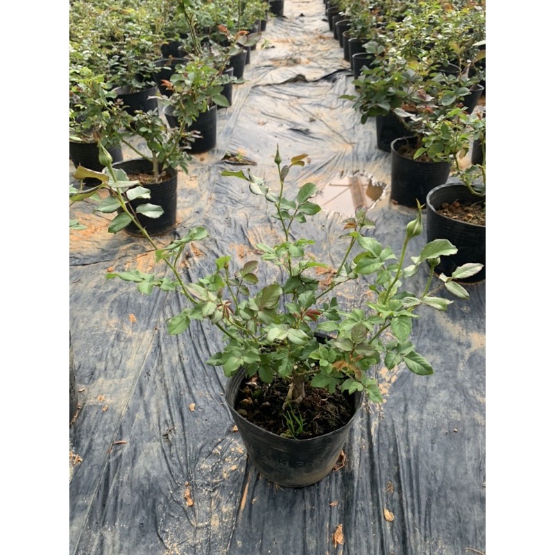Cây hoa hồng bụi Masora màu cam, cây nguyên chậu cao 50-60cm. thienan22916