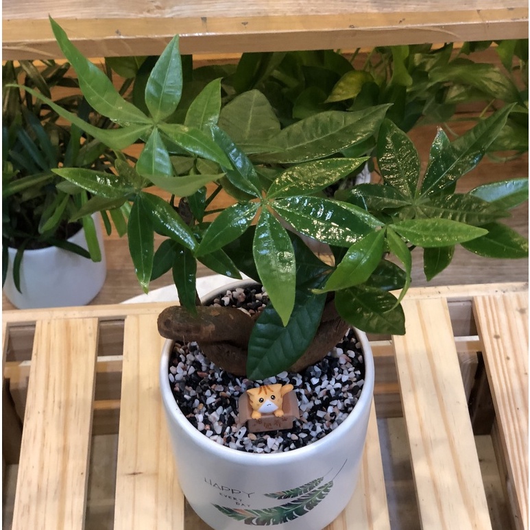 Cây Kim Ngân Nơ để bàn chậu men sứ (lọc không khí, cây phong thuỷ)