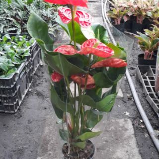 Cây Hồng Môn