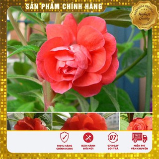 Hạt giống hoa Móng Tay đỏ kép (Ballsam) gói 50 hạt
