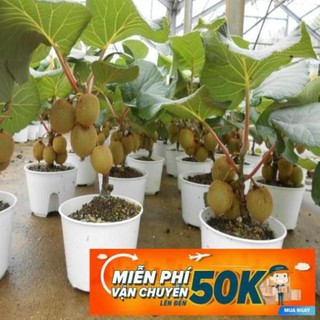 30 Hạt giống Kiwi xanh (tặng gói kích nẩy mầm và hướng dẫn)