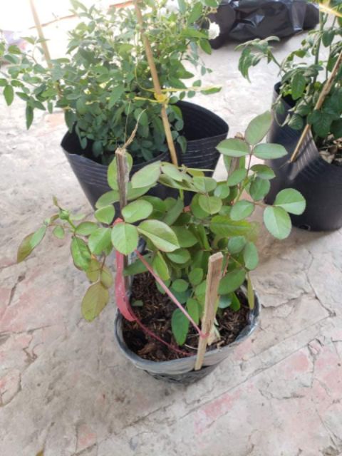 Hoa Hồng trứng Catalina