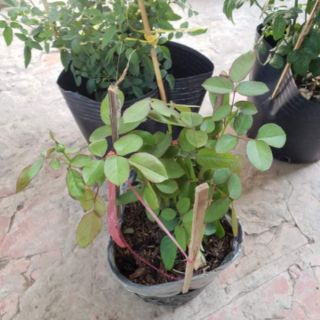 Hoa Hồng trứng Catalina(tặng kèm phân bón)