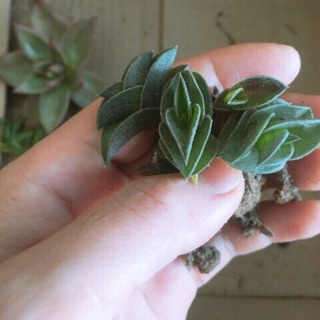 Combo sedum multicept + lá xếp + ngón tay hồng + sen đá lục bình aeonium