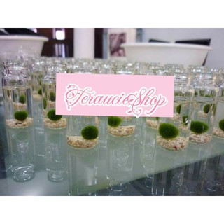 Tảo cầu marimo Nhật Bản
