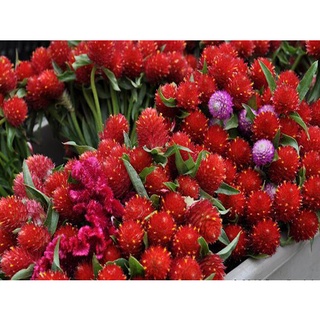 Hạt giống cúc bách nhật đỏ 50 hạt