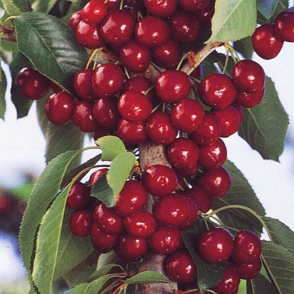 Cây cherry anh đào cao 50-60cm có quả sau 6 tháng - Lá răng cưa (Ảnh thật).