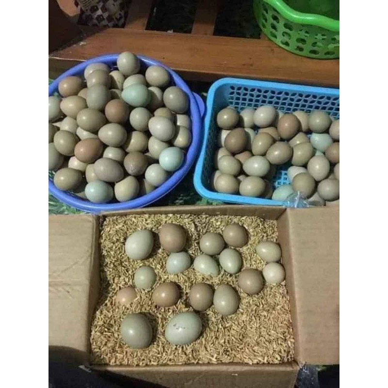 Trứng chim trĩ đỏ nhà nuôi 10 trứng | BigBuy360 - bigbuy360.vn