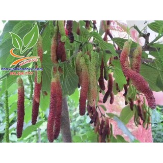 cây giống dâu dài đài loan