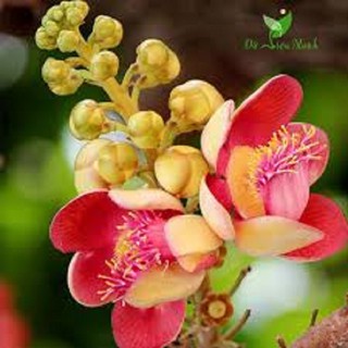 CÂY SALA ( CÂY NGỌC KỲ LÂN , CÂY ĐẦU LÂN ) GIỐNG