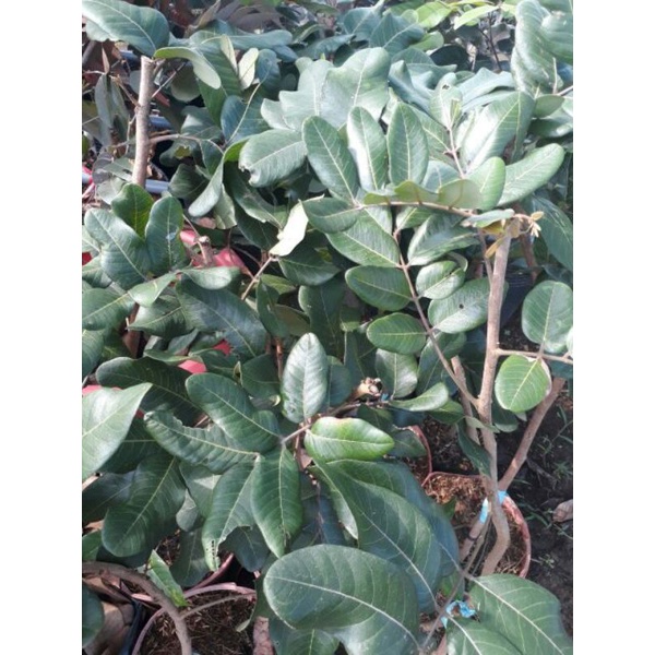 Cây giống Thanh nhãn