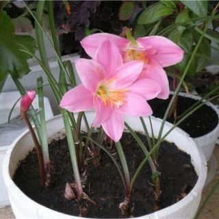 Củ hoa hệ mưa ngoại hồng khủng