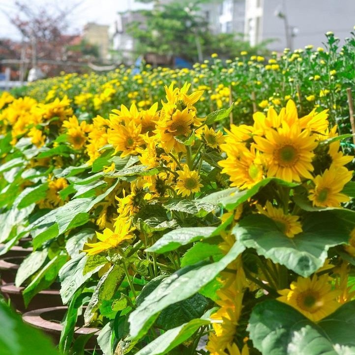 Hạt giống hoa hướng dương siêu bông nhụy vàng - hướng dương tháp - gói 30 hạt y hình