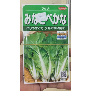 hạt giống cải dún nhật bản
