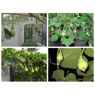 100 HẠT GIỐNG BẦU HỒ LÔ MINI