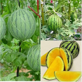 Hạt giống dưa hấu ruột vàng 10 hạt ( tặng kèm gói kích thích nảy mầm )