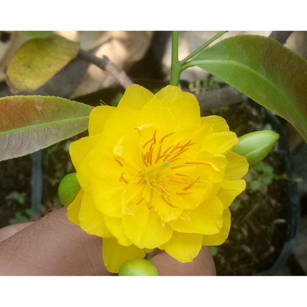 Mai cúc thọ hương (cao 30 - 50cm)