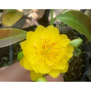 Mai cúc thọ hương (cao 30 - 50cm)