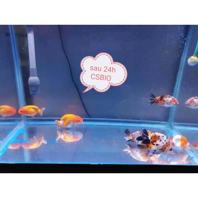 Vi sinh cao cấp cá cảnh CSBIO hạn sử dụng 500ml  14/2/2025