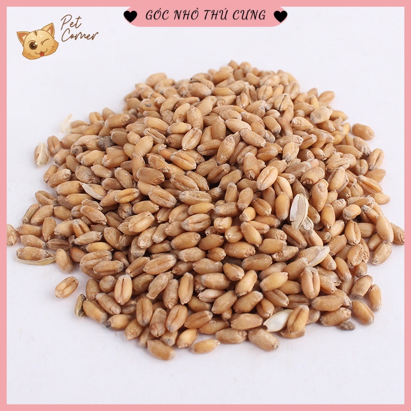 Bộ kit tự trồng cỏ lúa mạch tươi cho mèo (Hộp 100g)