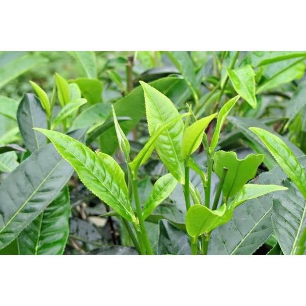 Chè Shan Tuyết Suối Giàng gói 200 gram