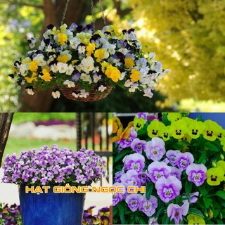 Hạt Giống Hoa Pansy Mix - 100 Hạt