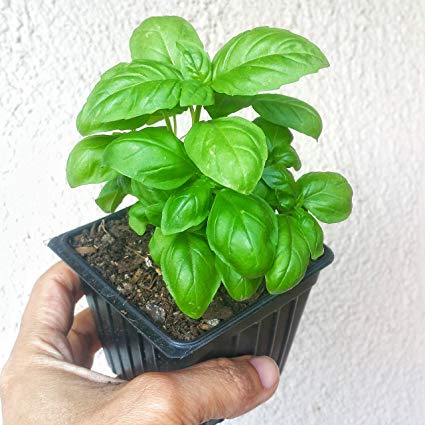 Hạt Giống Húng Tây Basil 200 Hạt
