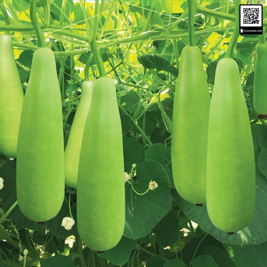 Hạt giống Bầu xị lai