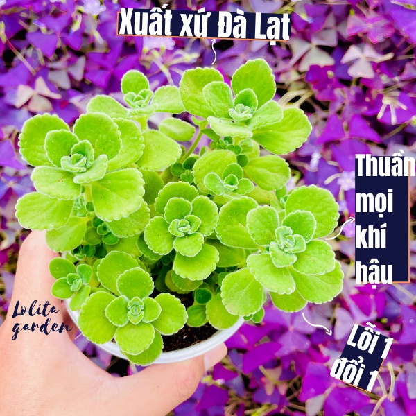 SEN THƠM NHẤT MẠT HƯƠNG SIZE TRUNG BÌNH, HÀNG ĐÀ LẠT, SIÊU XINH SIÊU KHỎE, LỖI 1 ĐỔI 1